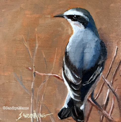 Northern-Wheatear-oilpainting-birds-sandhyamanne.jpg